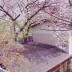 Japan Kyoto sakura blossom cherry blossoms hanami spring travel JaPlanning